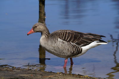 Side view of a bird