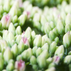 Full frame shot of plants