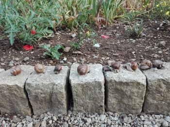 High angle view of stones on field