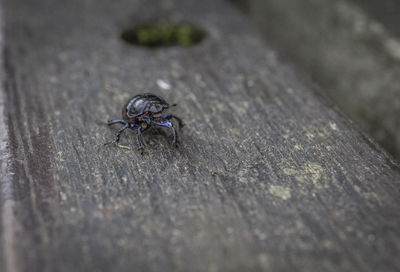 Close-up of insect on wood