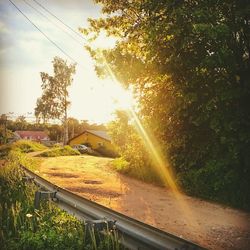 Sun shining through trees