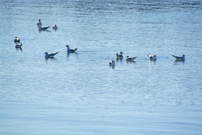 High angle view of ducks swimming in sea