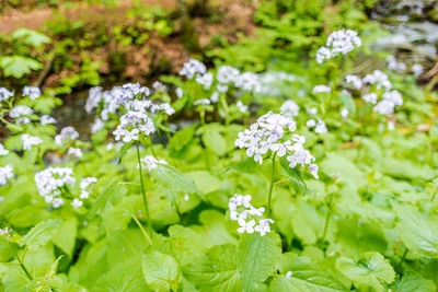 Close-up of white flowering plants on field