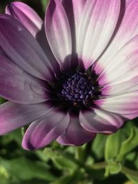 Close-up of pink flower