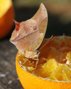 Close-up of orange on yellow leaf
