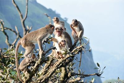 Low angle view of monkey on tree against sky