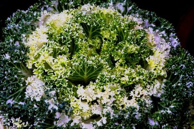 Close-up of white flowers blooming outdoors