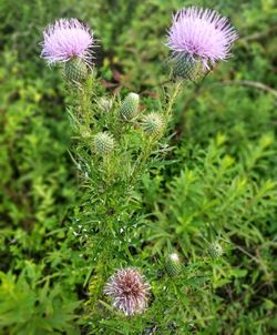 Close-up of thistle cactus