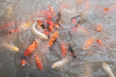 High angle view of koi carps swimming in lake