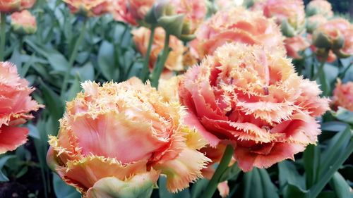 Close-up of pink flowering plants