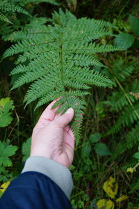 Cropped hand of person holding plant