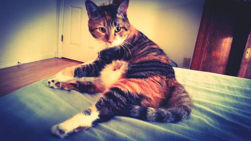 Portrait of cat