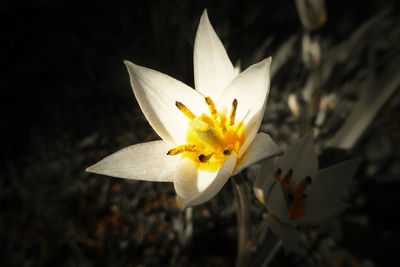 Close-up of yellow flowering plant