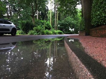 Reflection of trees in water