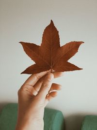 Close-up of human hand holding maple leaf during autumn at home