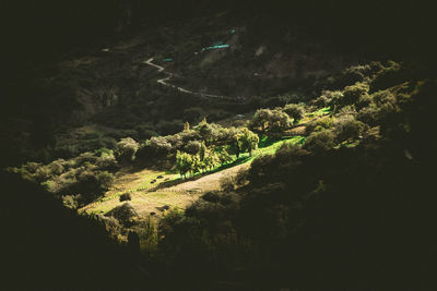 High angle view of trees at night