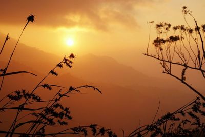 Low angle view of silhouette trees against sky during sunset