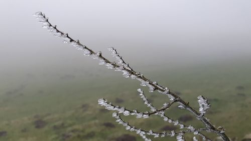 Close-up of wet plants during rainy season