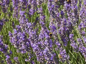 Close-up of purple flowering plants