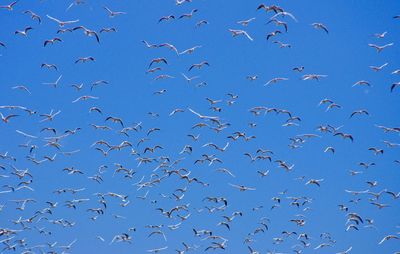 Low angle view of birds flying in sky