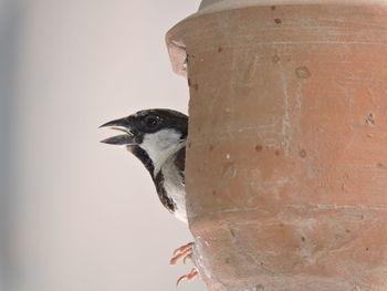 Close-up of bird perching outdoors