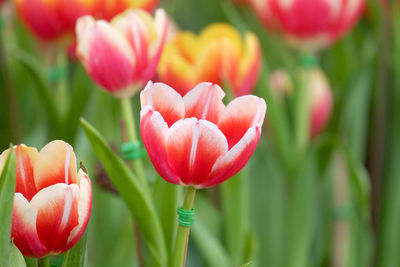 Close-up of tulips blooming outdoors