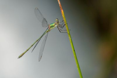 Close-up of dragonfly on leaf