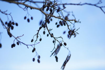 Low angle view of plant against clear blue sky