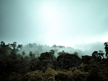 Trees in forest against sky