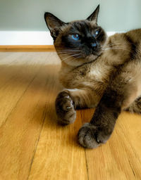 Portrait of cat relaxing on hardwood floor