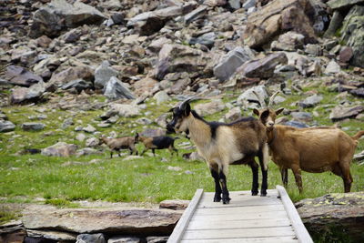 Sheep standing on rock