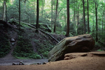 Trees in forest