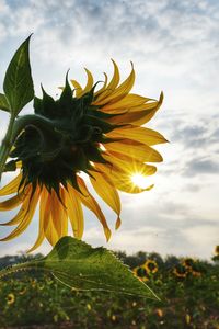 Sunflower against sky