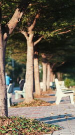 Bench in park