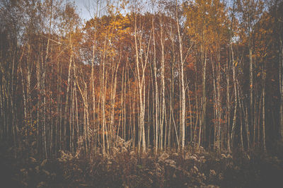 Trees in forest