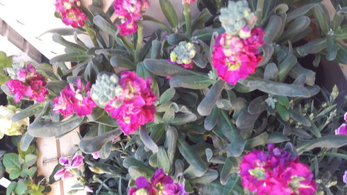 Close-up of pink flowers blooming outdoors