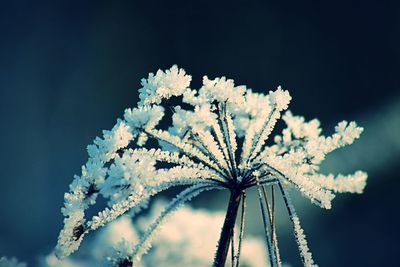 Close-up of plant in winter