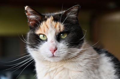 Close-up portrait of black cat