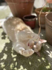 High angle view of a cat drinking water