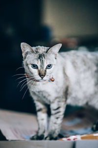 Close-up portrait of tabby cat