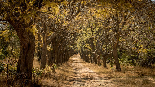 Trees in forest