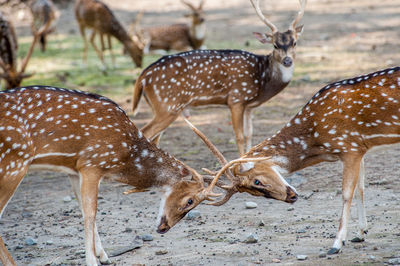 Deer standing in a field