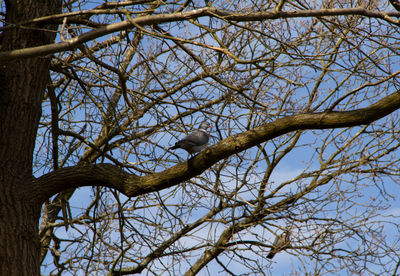 Low angle view of bird perching on bare tree