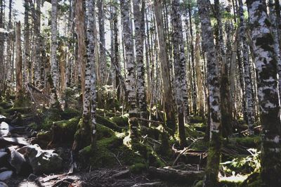 Panoramic shot of trees growing in forest