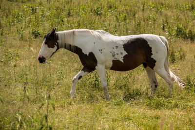 Side view of cow on field