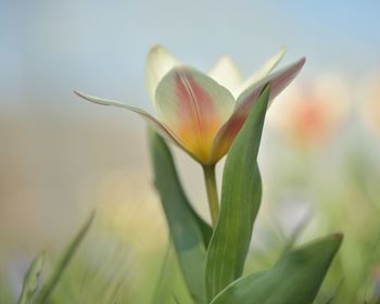 Close-up of flowering plant