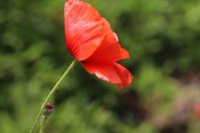 Close-up of red rose flower