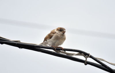 Close-up of bird perching on branch against sky