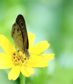 Close-up of butterfly pollinating on yellow flower