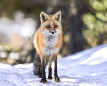 Close-up portrait of fox standing on snow covered field in forest